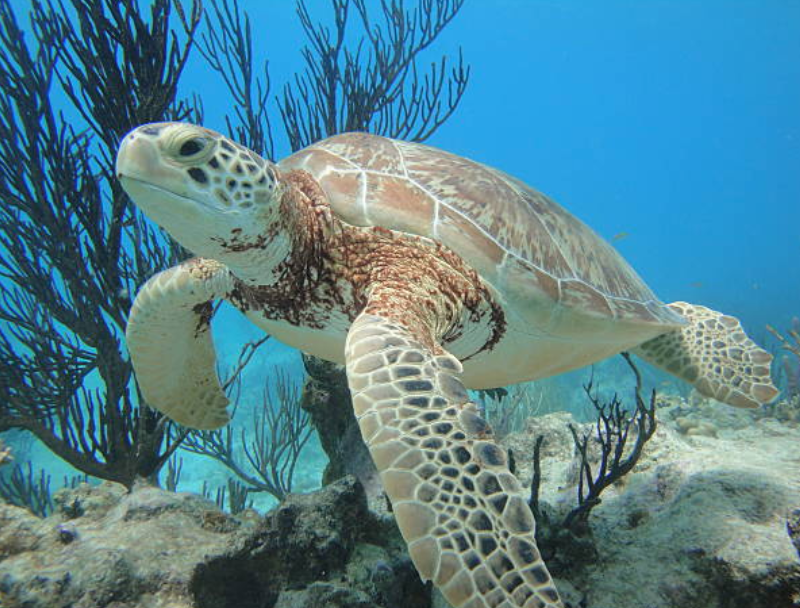 Cozumel : Un Trésor Caché Sous Les Eaux, Deuxième Plus Grande Barrière De Corail Au Monde